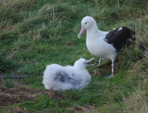 Adult Albatross with chick